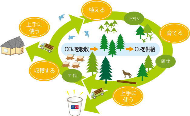 健全な森を育むサイクル