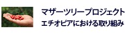 マザーツリープロジェクト　エチオピアにおけるプロジェクト